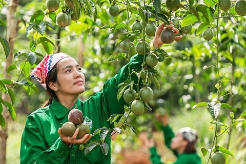 Chuẩn hóa sản xuất để giữ thị trường Trung Quốc