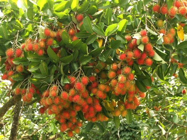 Hình ảnh 2