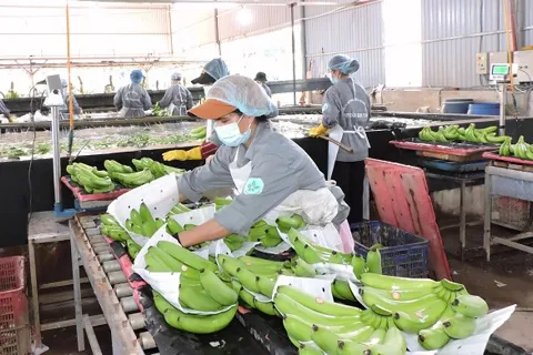 Năm 2026, xuất khẩu rau quả sang Trung Quốc tiếp đà tăng trưởng mạnh