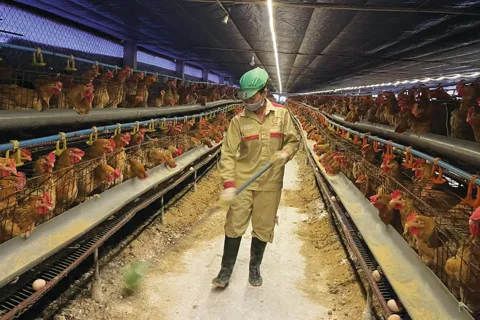 Nông nghiệp Hà Nội khẳng định tăng trưởng bền vững