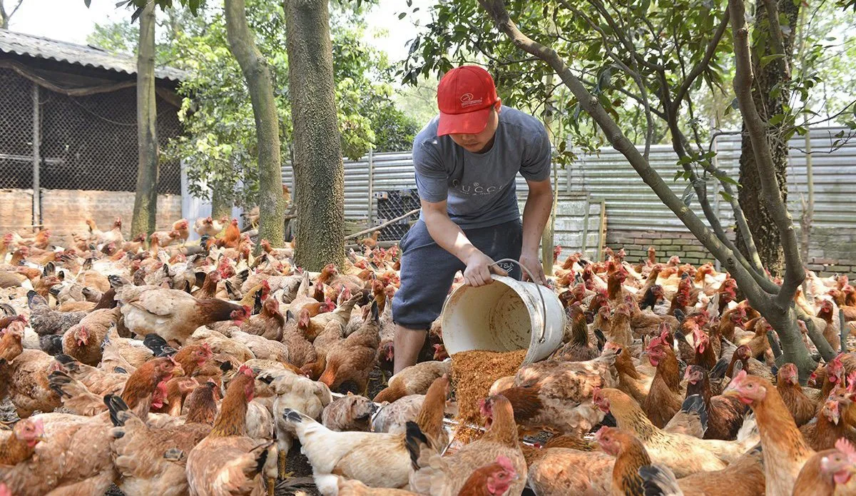 Phát triển nông nghiệp Hà Nội theo hướng đa giá trị