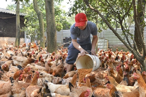 Phát triển nông nghiệp Hà Nội theo hướng đa giá trị 