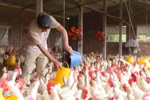 Hà Nội ứng dụng công nghệ cao trong chăn nuôi