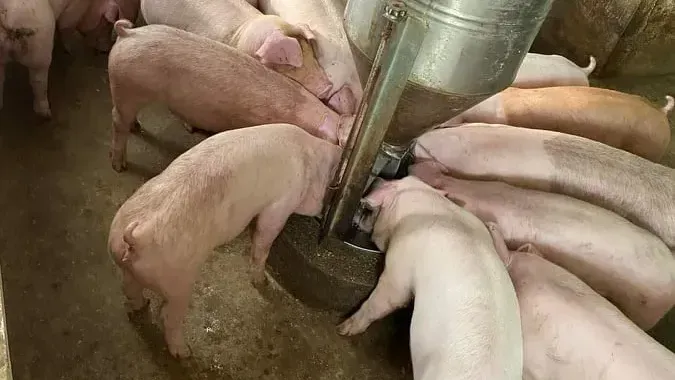 Hình ảnh 1