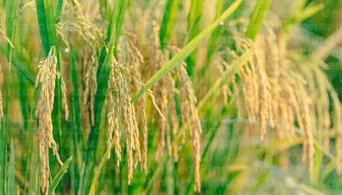 Hình ảnh 1