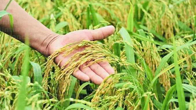 Hình ảnh 1