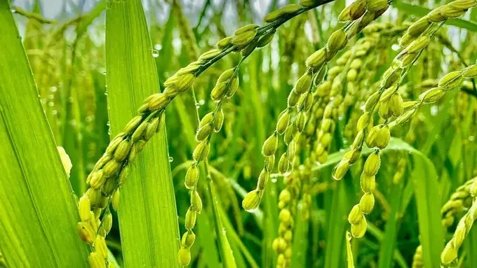 Hình ảnh 1