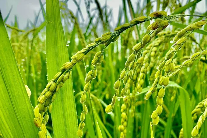 Hình ảnh 1