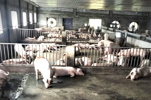 Giá lợn hơi giảm, tái đàn khó khăn