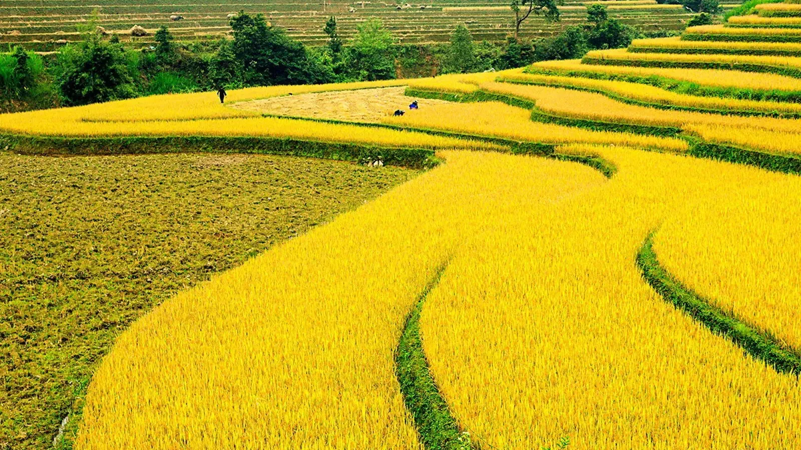 Hình ảnh 1
