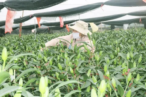 Quỹ Khuyến nông Hà Nội: Thúc đẩy vùng sản xuất hàng hóa tập trung