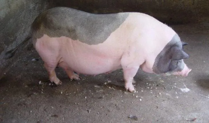 Hình ảnh 1