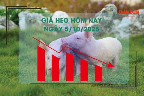 Giá heo hôm nay 5/10: thấp nhất 51.000 đồng/kg