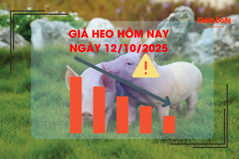 Giá heo hôm nay 12/10: giảm tại nhiều địa phương