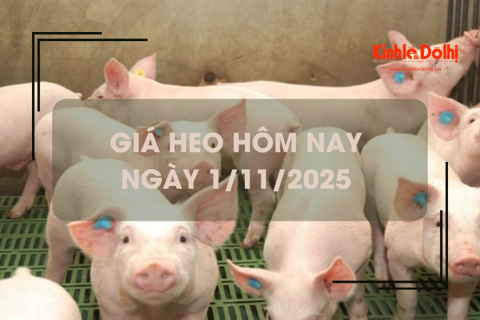 Giá heo hôm nay 1/11: giảm nhẹ 1.000 đồng/kg tại 1 vài địa phương