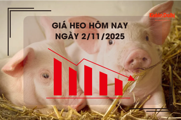 Giá heo hôm nay 2/11: đi ngang ngày cuối tuần