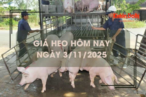 Giá heo hôm nay 3/11: giao dịch quanh mức 54.000 đồng/kg