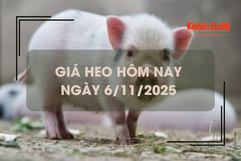 Giá heo hôm nay 6/11: giảm tại nhiều địa phương