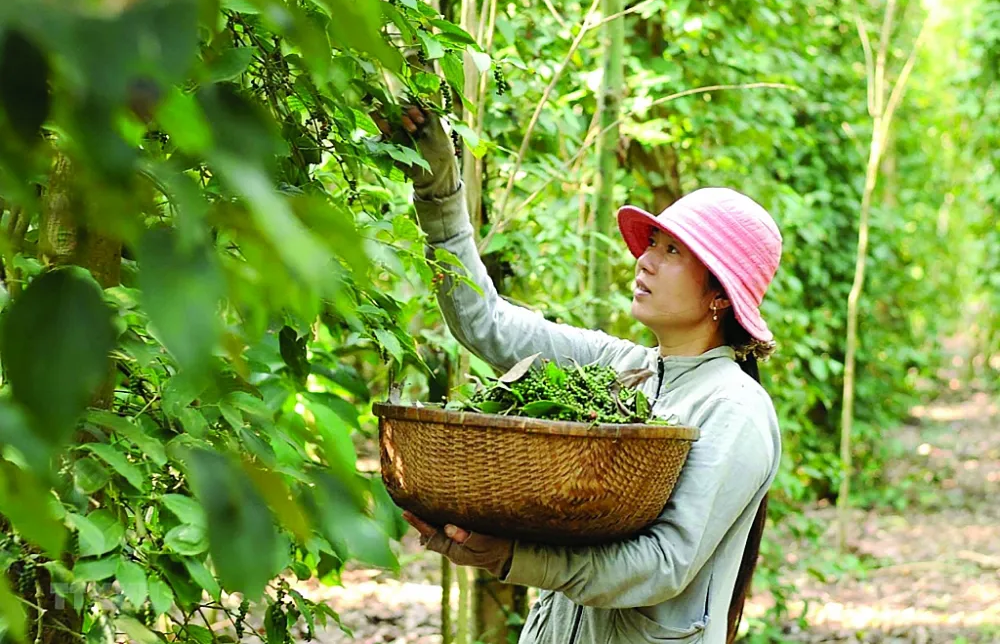 Hình ảnh 1