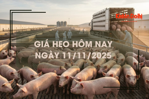 Giá heo hôm nay 11/11: giảm rải rác 1.000 đồng/kg