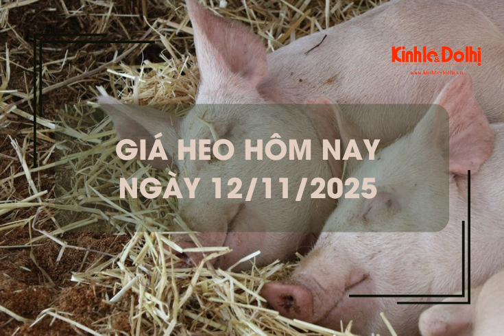 Giá heo hôm nay 12/11: tiếp tục giảm tại nhiều địa phương