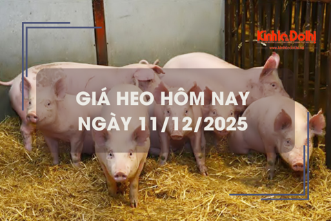 Giá heo hôm nay 11/12: tăng nhẹ tại 1 vài địa phương