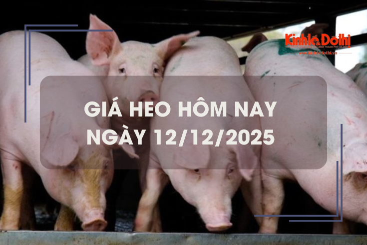 Giá heo hôm nay 12/12: đồng loạt tăng trên cả 3 miền