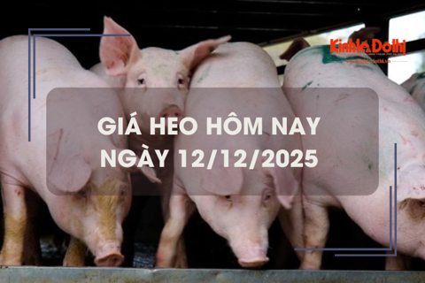Giá heo hôm nay 12/12: đồng loạt tăng trên cả 3 miền