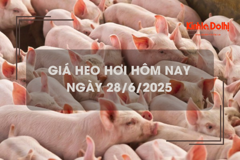 Giá heo hơi hôm nay 28/6: miền Nam tiếp tục giảm