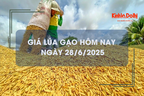 Giá lúa gạo hôm nay 28/6: giao dịch lúa Hè Thu khởi sắc