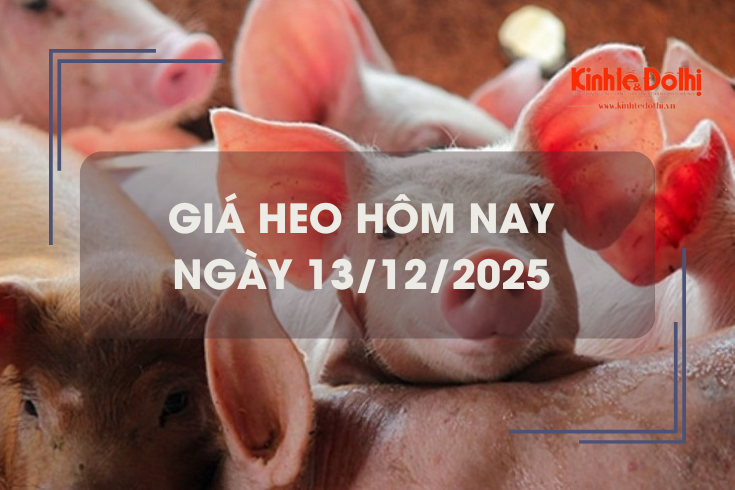Giá heo hôm nay 13/12: tiếp đà tăng giá tại miền Bắc và miền Trung