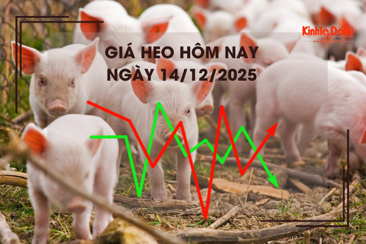 Giá heo hôm nay 14/12: cao nhất 62 đồng/kg