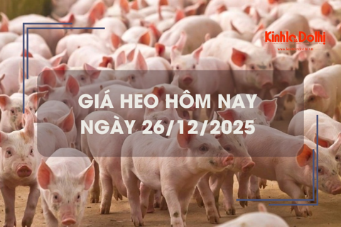 Giá heo hôm nay 26/12: tăng giảm trái chiều 1.000 đồng/kg