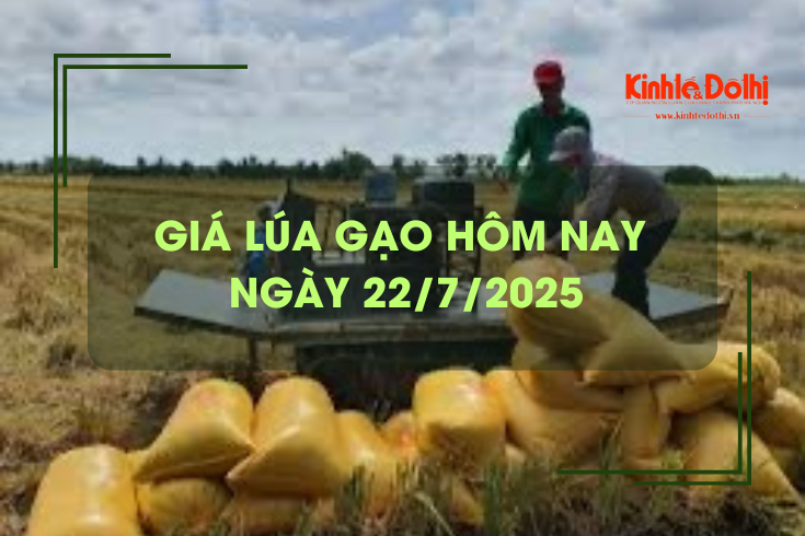 Giá lúa gạo hôm nay 22/7: gạo nguyên liệu bật tăng