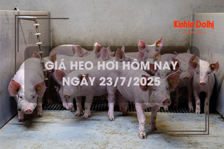 Giá heo hơi hôm nay 23/7: tiếp tục giảm nhẹ tại nhiều tỉnh thành