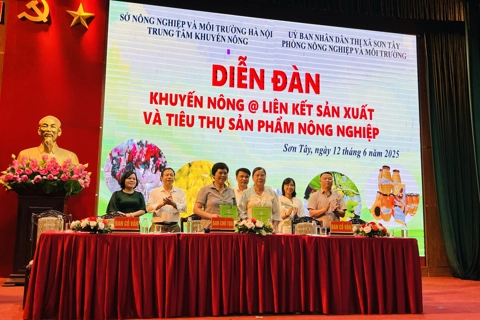 Kết nối tiêu thụ nông sản cho nông dân Sơn Tây