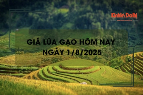 Giá lúa gạo hôm nay 1/8: giá gạo giảm nhẹ