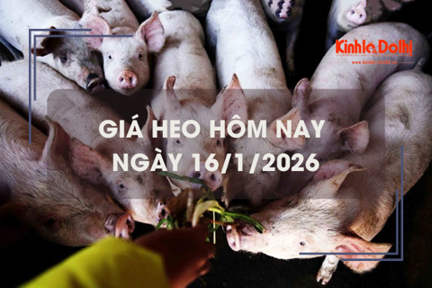 Giá heo hôm nay 16/1: miền Trung và miền Nam tiếp đà tăng