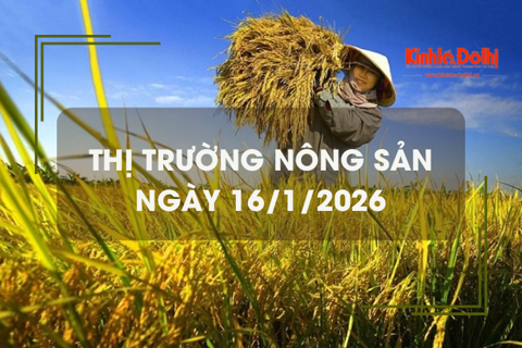 Thị trường nông sản ngày 16/1/2026: giá gạo tăng nhẹ