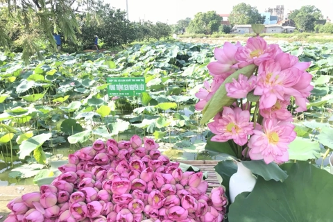 Hà Nội: nhiều mô hình trồng trọt thích ứng với biến đổi khí hậu