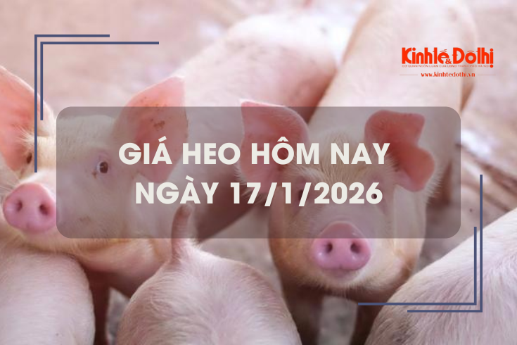 Giá heo hôm nay 17/1: biến động trái chiều