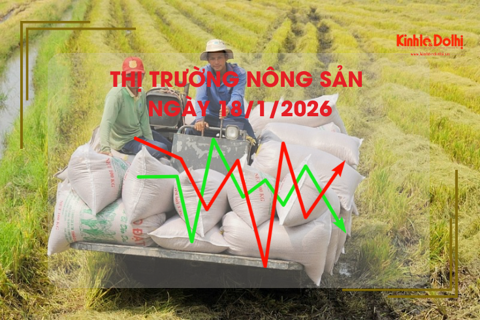 Thị trường nông sản ngày 18/1/2026: lúa tươi có xu hướng giảm