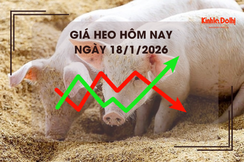 Giá heo hôm nay 18/1: cao nhất 75.000 đồng/kg