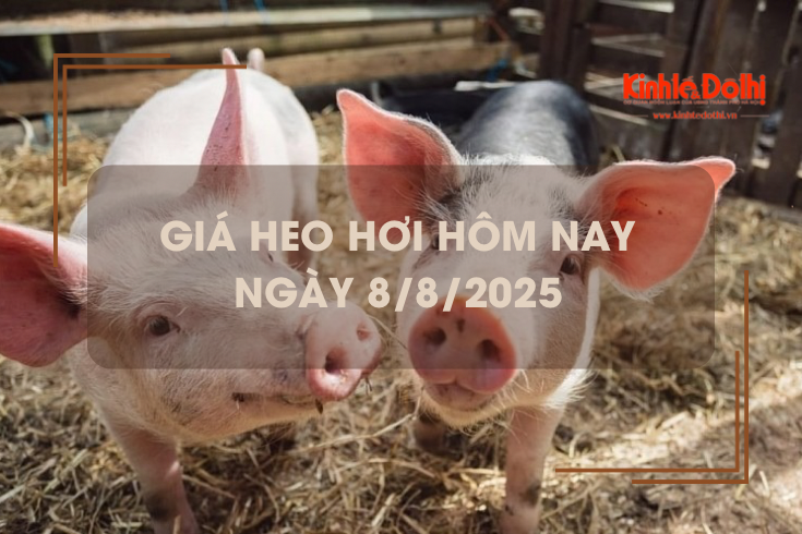 Giá heo hơi hôm nay 8/8: miền Nam thu mua cao nhất cả nước