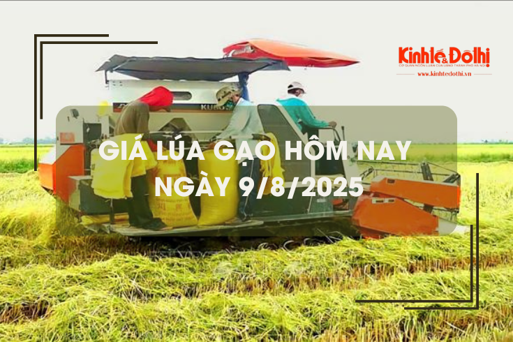 Giá lúa gạo hôm nay ngày 9/8: gạo xuất khẩu tiếp đà tăng mạnh