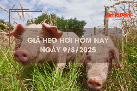 Giá heo hơi hôm nay 9/8: giảm nhẹ trên cả 3 miền