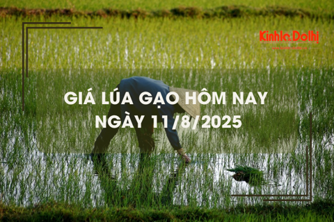 Giá lúa gạo hôm nay 11/8: giao dịch mua bán vắng, giá vững