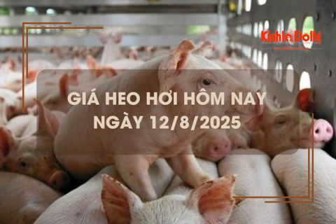 Giá heo hơi hôm nay 12/8: miền Bắc giảm nhẹ 1.000 đồng/kg