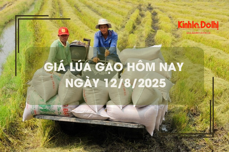 Giá lúa gạo hôm nay 12/8: gạo nguyên liệu tăng nhẹ 100 - 150 đồng/kg