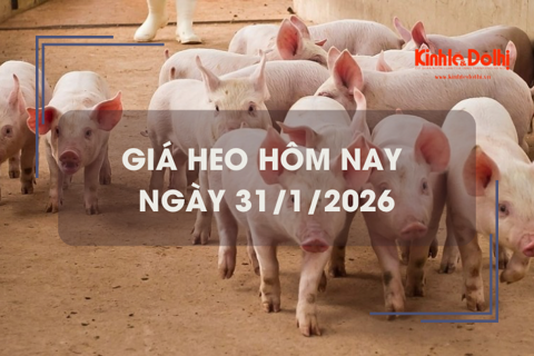 Giá heo hôm nay 31/1: tăng giảm trái chiều